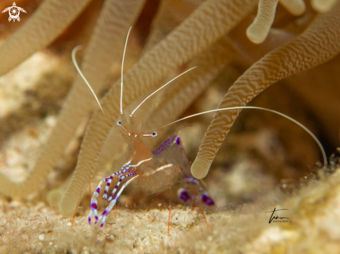 A Pedersons cleaner shrimp