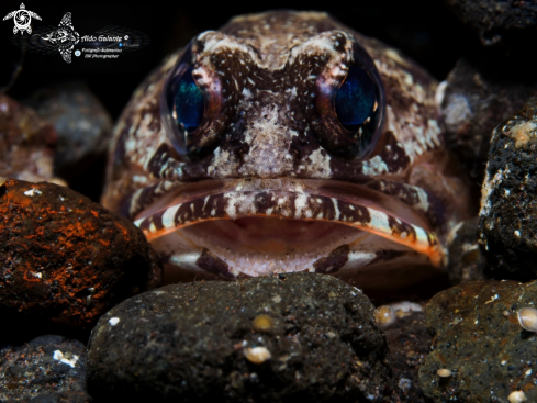 A Jawfish