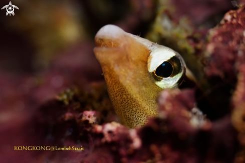 A Twin Fangblenny