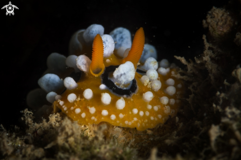 A Phyllidia ocellata nudibranch