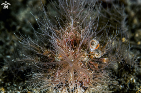 A Hairy frog fish