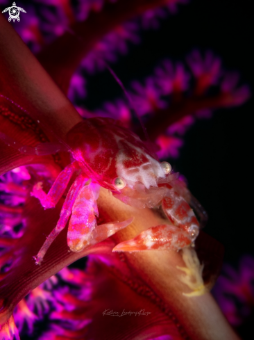 A Porcelain Crab