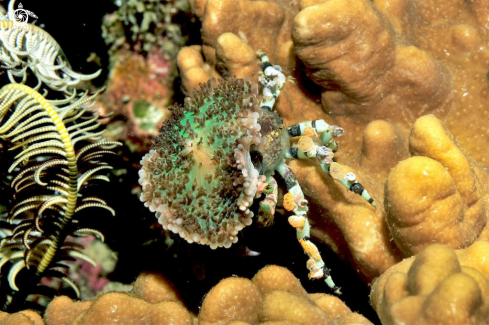 A Decorator crab