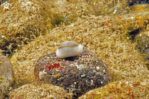 A cowrie