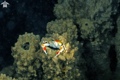 A porcelain crab