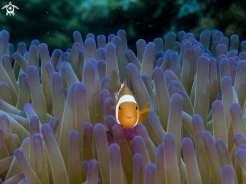 A Clown Fish