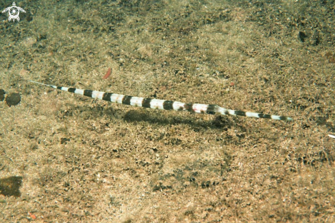 A pipe fish