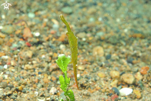 A Tozeuma  shrimp