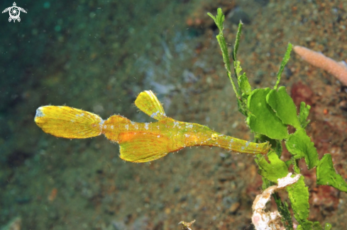 A ghost pipefish