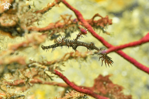 A ghost pipefish