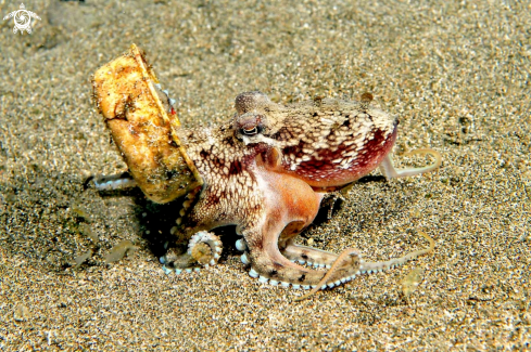 A octopus