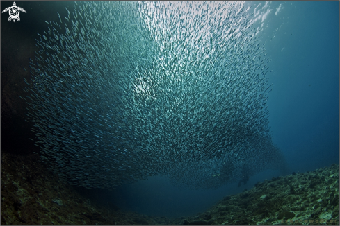 A Sardina pilchardus, Homo sapiens | Sardines and Divers