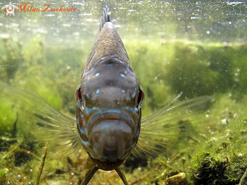 A Carassius carassius  | Sun fish