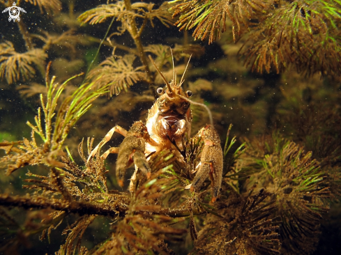 A crayfish