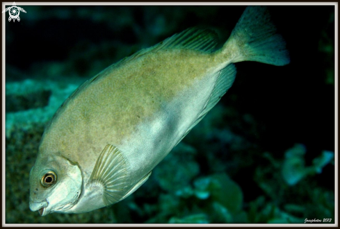 A rabbitfish