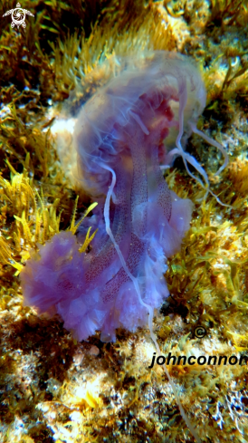 A Pelagia noctiluca | Méduse Pélagique