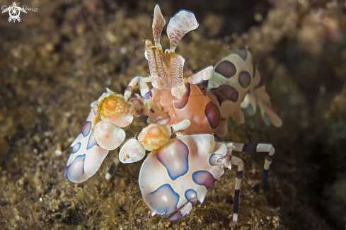 A Arlequin shrimp