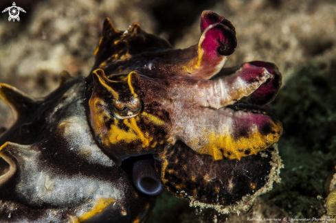 A Flamboiant cuttle fish