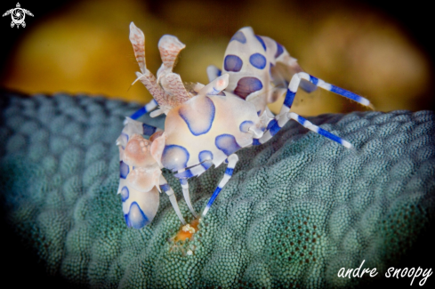 A Hymenocera picta | Harlequin Shrimp