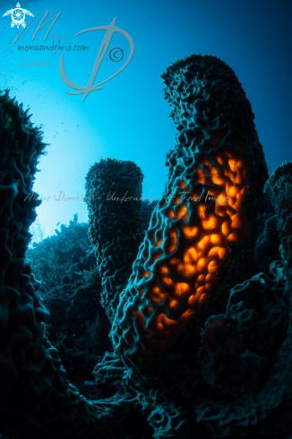 A niphates olemda | GREAT TUBE SPONGE