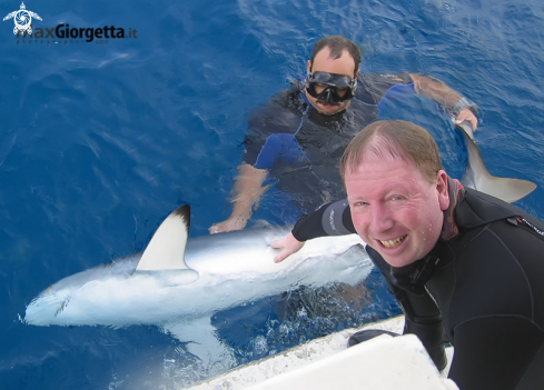 A silk shark