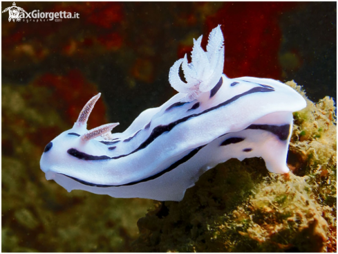 A nudibranch