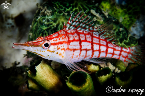 A Oxycirrhites Typus  | Long Nose Hawkfish