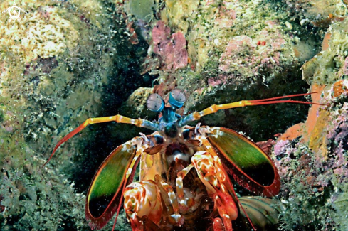 A Mantis shrimp