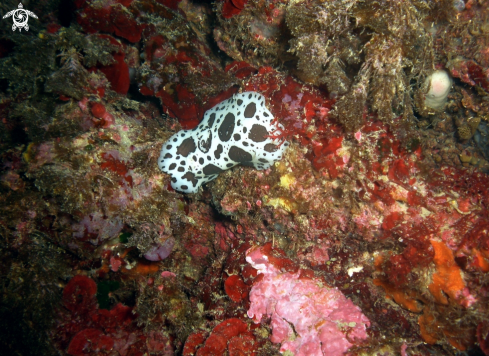 A Peltodoris atromaculata | Vacchetta di mare