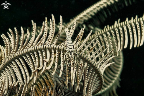 A Crinoid Shrimp