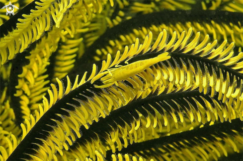 A Crinoid Shrimp