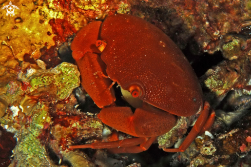 A Crab