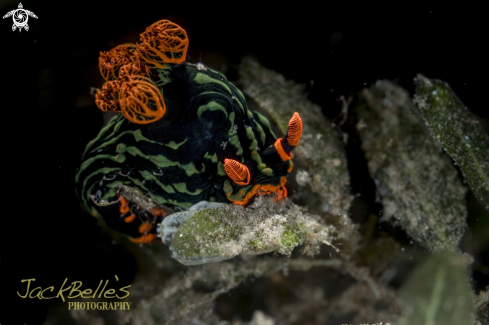 A Nembrotha kuberyana | Nembrotha kuberyana