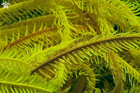 A Crinoid Shrimp