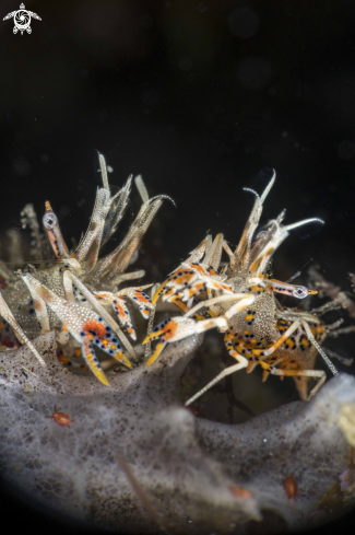 A Phyllognathia ceratophthalma | Tiger Shrimp 