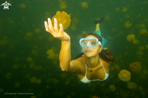 A Jellyfish Lake