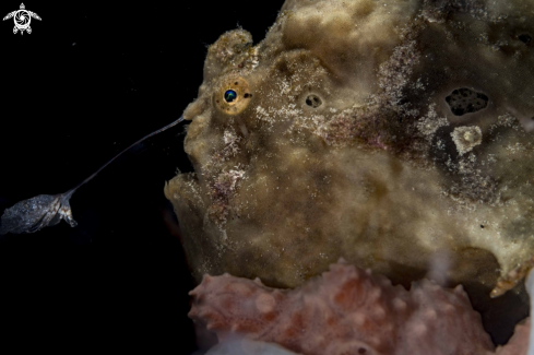 A Antennarius pictus | Painted Frogfish