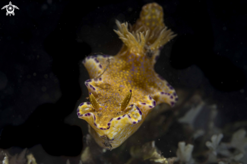 A Ceratosoma tenue | Ceratosoma tenue