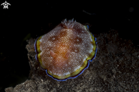 A Goniobranchus sp. | Goniobranchus sp.