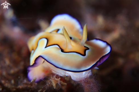 A Nudibranch