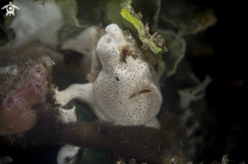 A Antennarius pictus | Painted Frogfish