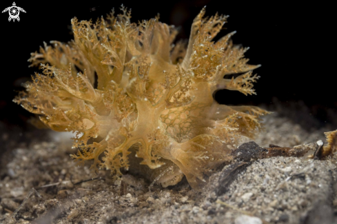 A Marionia sp. | Marionia sp.
