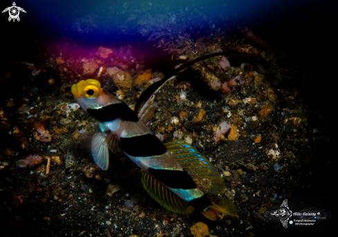 A Stonogobiops nematodes Hoese & Randall, 1982 | Yellow Nose Shrimp Goby