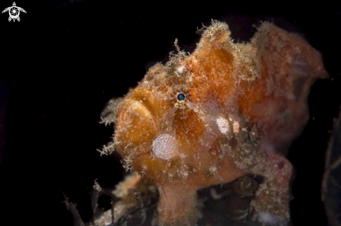 A Antennarius maculatus | Warty Frogfish