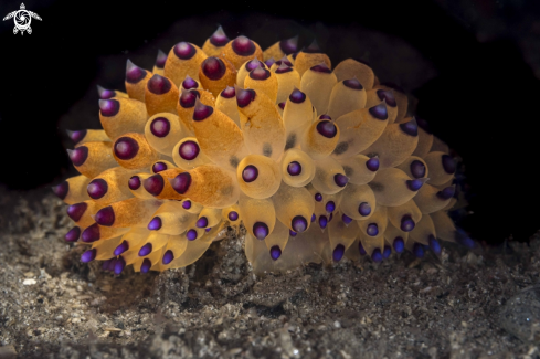 A Janolous sp. | Janolous sp.