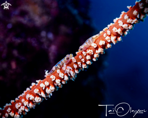 A Whip coral goby