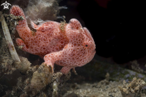 A Antennarius pictus | Painted Frogfish