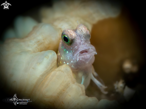 A Salarias segmentatus Bath & Randall, 1991 | Blenny