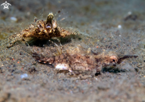 A Eurypegasus draconis (Linnaeus, 1766) | Pegasus