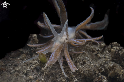 A Phyllodesmium crypticum | Phyllodesmium crypticum